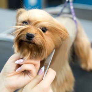 Chris Christensen 006 Face and Feet Comb